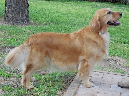 westminster show golden retriever winners wildfire golden retrievers of arizona golden retrievers chandler az westminster show golden retriever winners wildfire golden retrievers of arizona golden retrievers chandler az